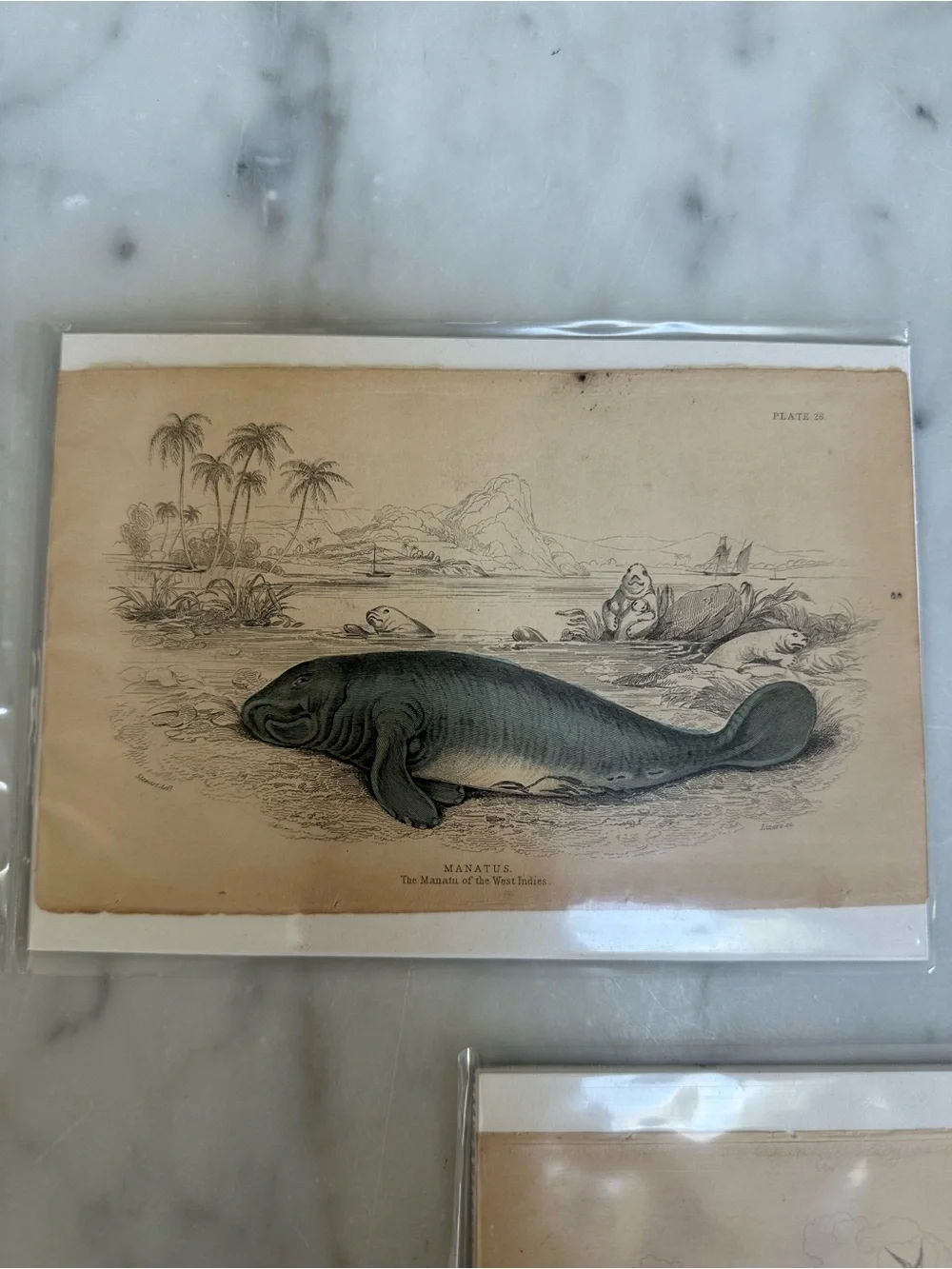 1800s Jardines The Naturalist’s Library Library Lynx, Manatee, Dolphin Prints